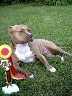 Champion Colorado Bulldog